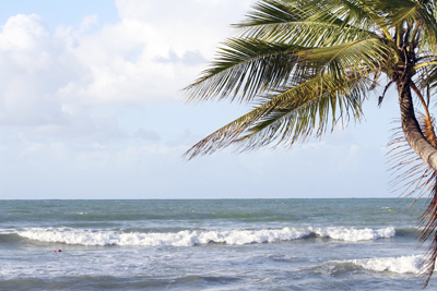 A picture of the surf and a palm tree.