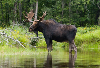 A picture of a moose standing in a lake.