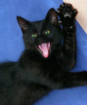 A picture of an angry cat.