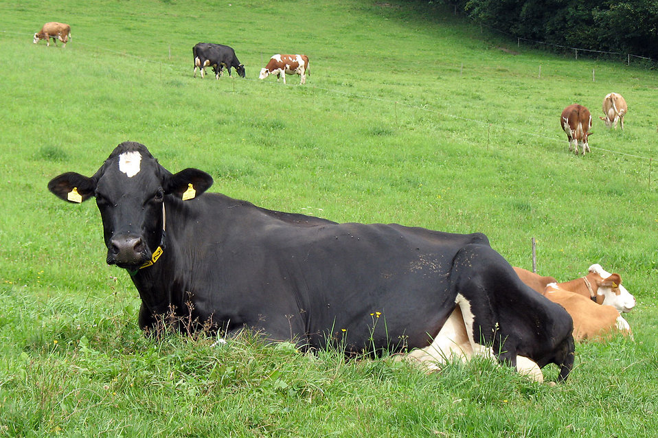 A black cow sitting in a pasture.